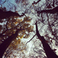 Intstagram Thumbnail